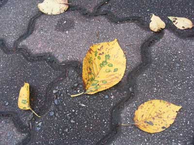 桜の紅葉