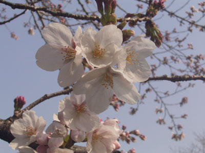 野川沿いのさくら