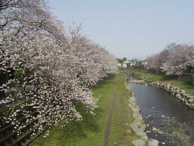 野川沿いの桜並木