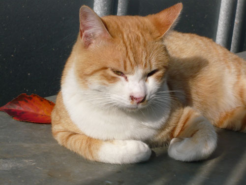 猫