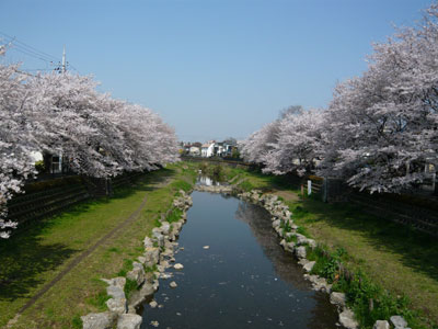野川の桜