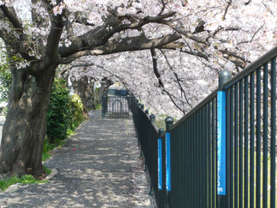 桜のトンネル