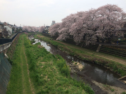 野川沿い