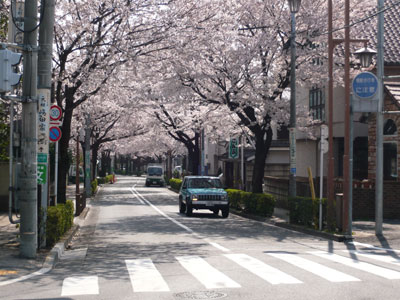 桜並木（武蔵境通りから見た風景）