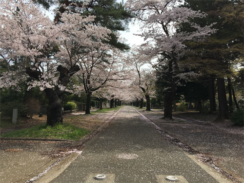 桜