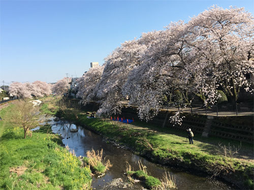 野川沿いの桜並木