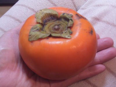 20061112a.jpg