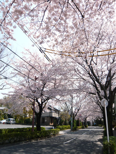 深大寺周辺の桜