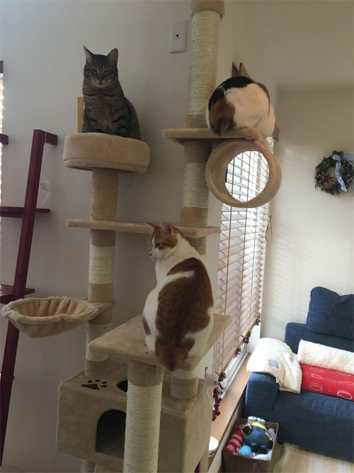 キャットタワー