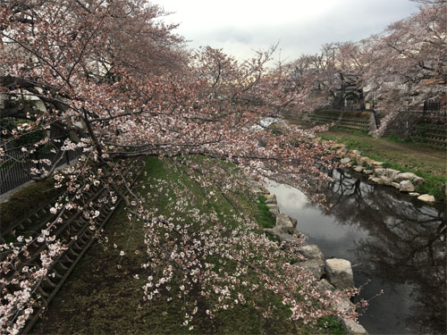 野川の桜並木