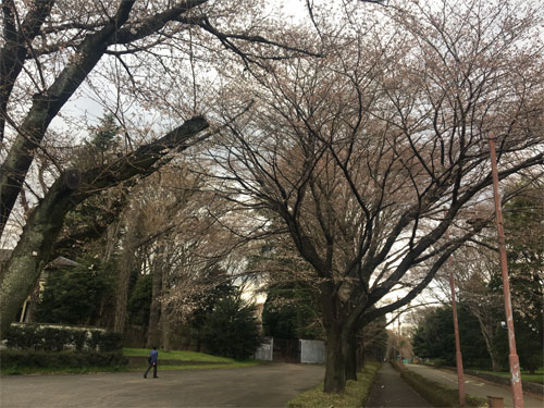 青渭神社の桜