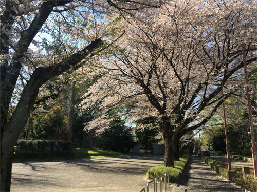 青渭神社の桜